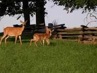 jogging companion #2