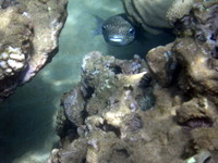 friendly box fish