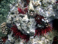 red pencil urchins