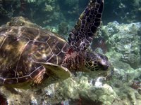 honu - green sea turtle