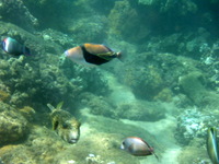 humuhumunukunuku'apua'a - state fish