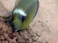 unicorn fish