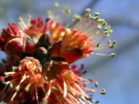 maple tree buds