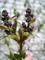 lilac buds
