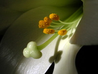 easter lily