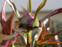 ants ringing around peony bud