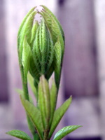 plant bud symmetry