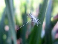 dandelion seed suspended in air