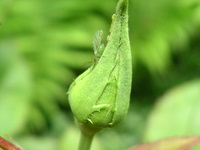 mother aphid and her offspring