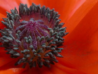 poppy blossom - close up