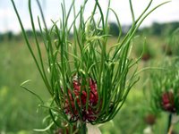 onion grass