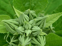 symetrical buds