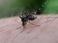 mosquito biting me
