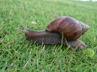 morning snails on maui