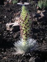 silversword