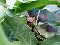 praying mantis