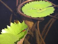 three varieties of dragon flies