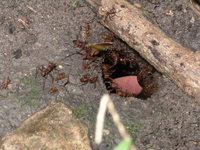 colony of leaf cutter ants
