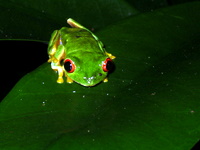 red eyed, green tree frog