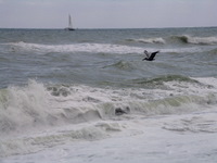pelican skimming a wave