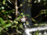 unique spider