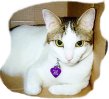 Calie in box