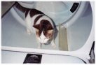 Callie in the dryer