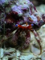 hermit crab