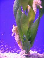 sea horses and babies