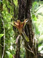 bromileade on tree