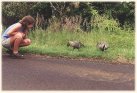 Catherine and roadside nene