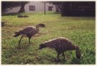 closeup: a pair of nene geese