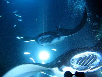 manta rays