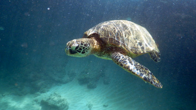 hawaiian honu