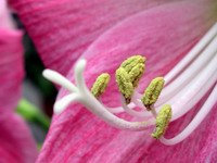 flower detail