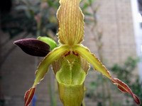 orchid #1
