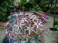 star of persia bloom