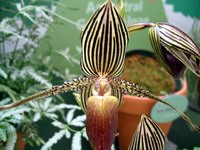 orchid #2