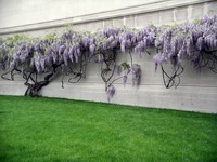 wisteria on national gallery wall