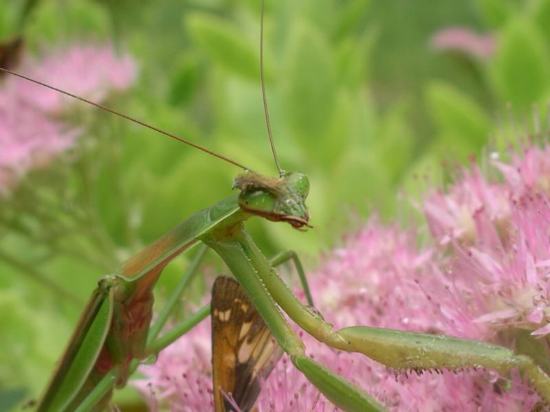 Male praying mantis