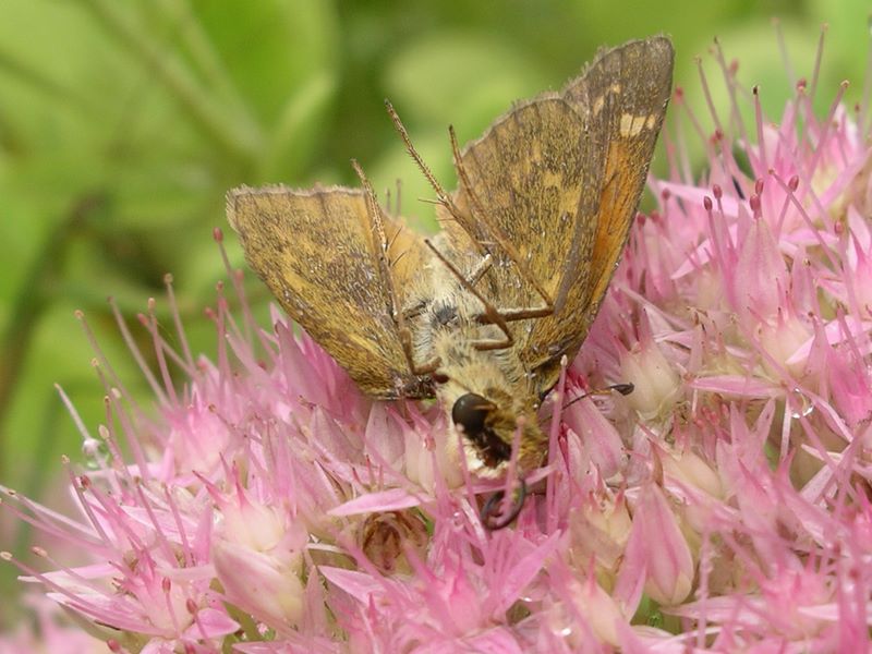 Dead moth - killed by praying mantis