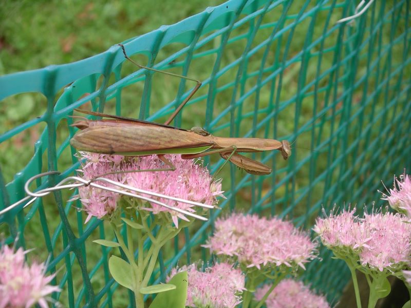 he female mantis is noticeably browner in color