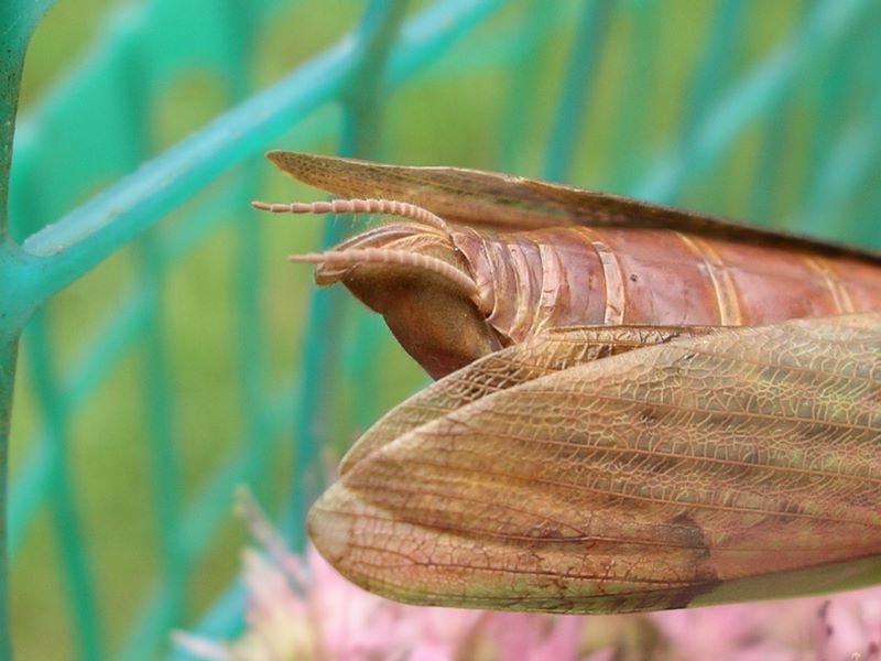 Female praying mantis cerci and reproductive organ
