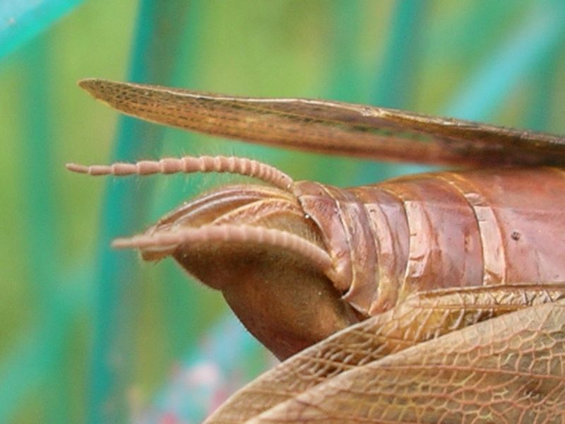 Female praying mantis: Detail of cerci and reproductive organ
