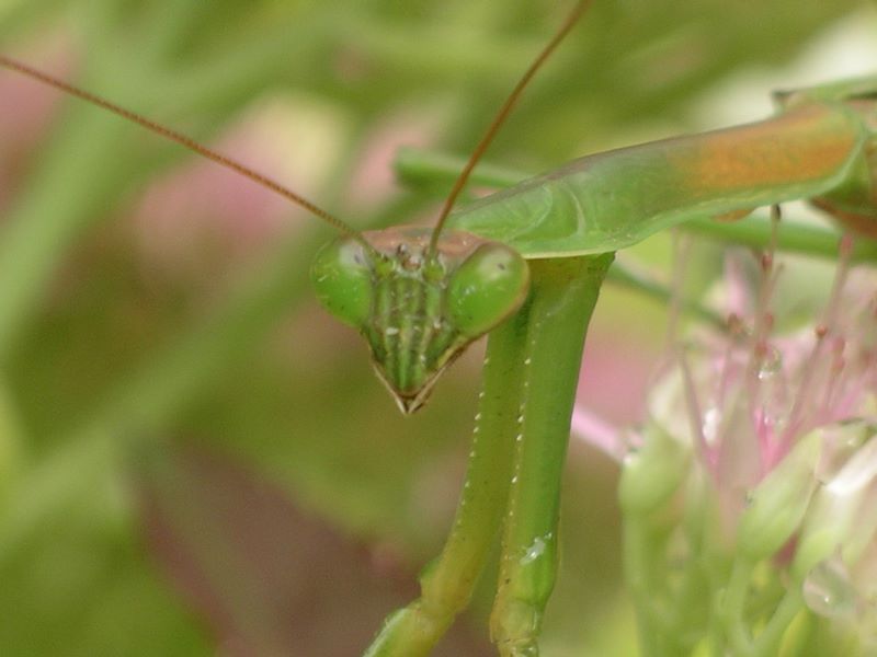 Male praying mantis facial closeup