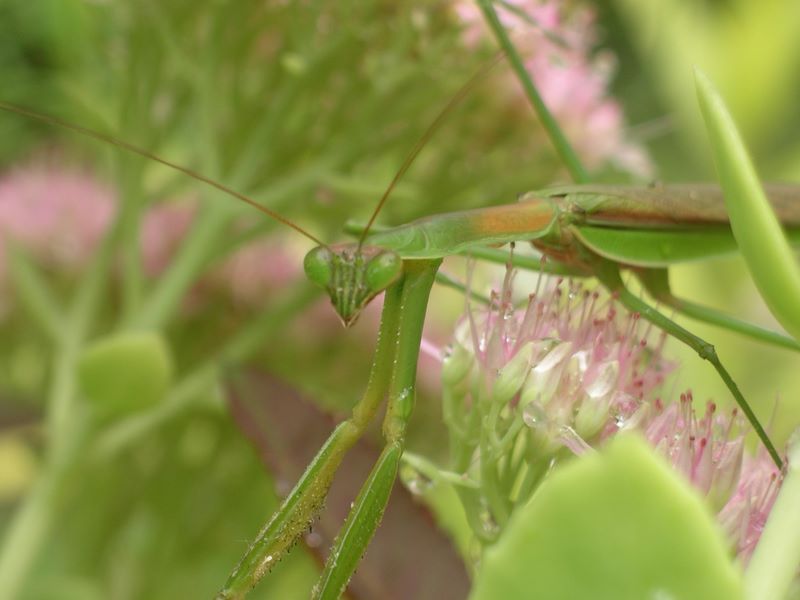 Male mantis looking straight ahead