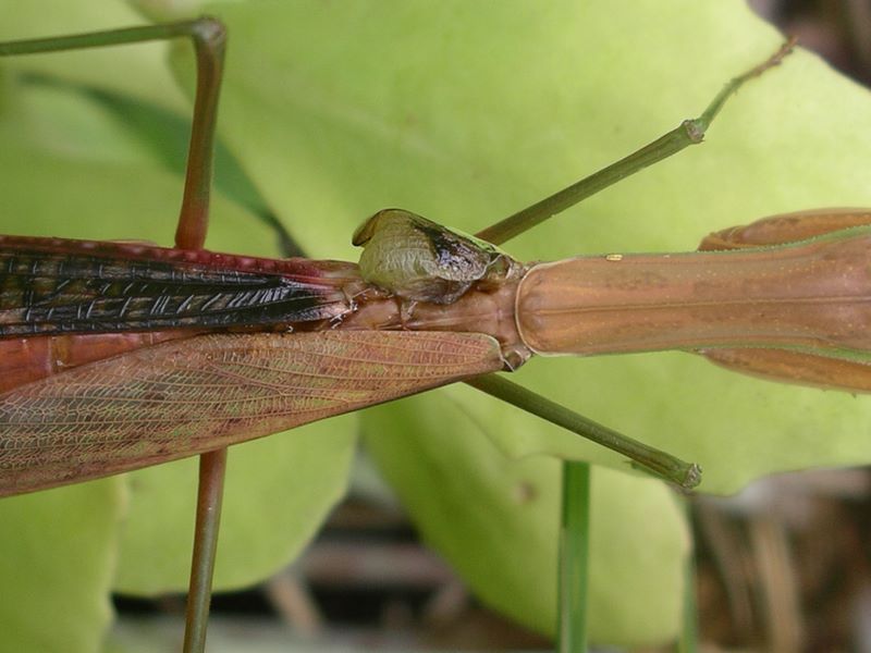 Female praying mantis with a damaged/missing wing