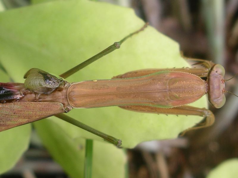 Female praying mantis:  missing wing and thorax detail