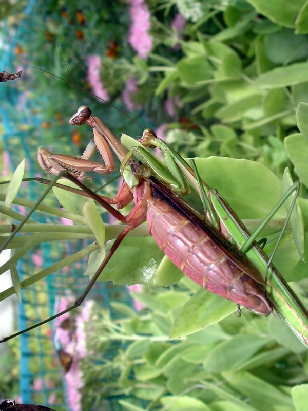 Praying mantis courtship underway