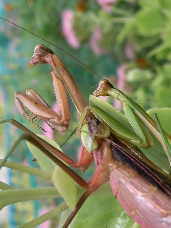 Detail of male praying mantis holding on to the female